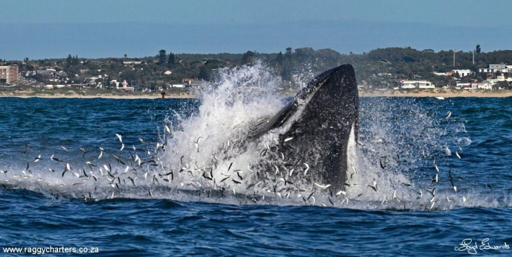 Whale Migration Celebrations In Gqeberha
