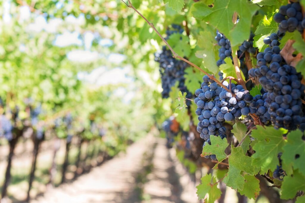 Are South African Wine Brands Selling Us Old Wine? 