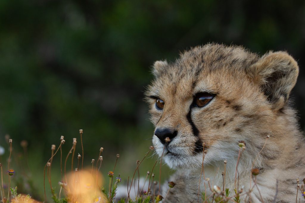 A big win for cheetah conservation at Nyosi Wildlife Reserve, just outside Gqeberha