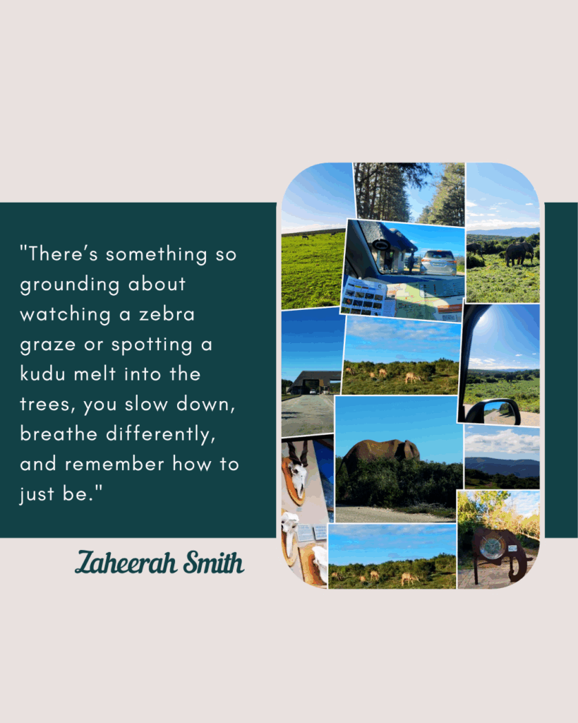 Tourism Tuesday: A Wild Kind of Peace at Addo Elephant National Park