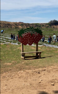 Why Nelson Mandela Bay Can’t Get Enough of Strawberry Picking