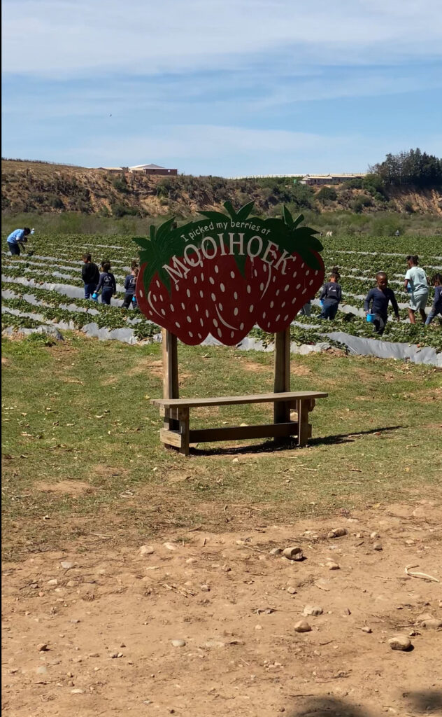 Why Nelson Mandela Bay Can’t Get Enough of Strawberry Picking