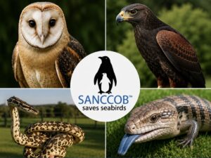 Reptiles, Birds of Prey and Family Fun Await at SANCCOB This July