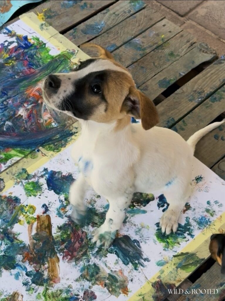 Forgotten Paintings and Paw Prints Raise R70,200 for Animal Rescue