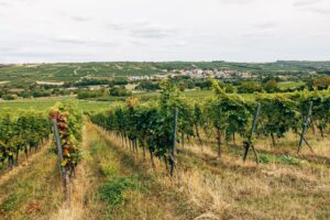 How Will South Africa’s Wine Harvest Survive the Heat?